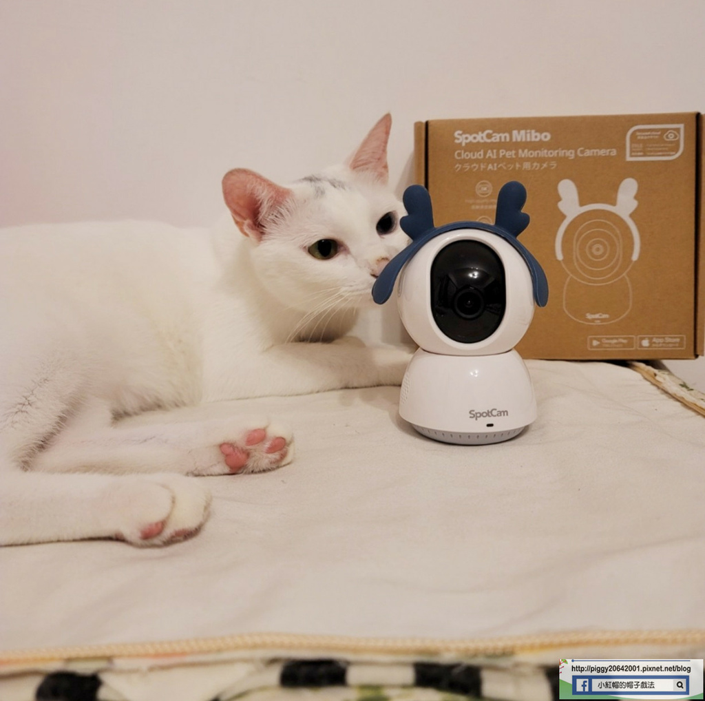 SpotCam Mibo寵物攝影機開箱/2K高清畫質/市場唯 SpotCam Mibo寵物攝影機開箱/2K高清畫質/市場唯