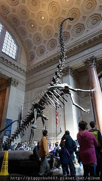 American Museum of Natural History（AMNH）