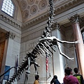 American Museum of Natural History（AMNH）