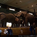 American Museum of Natural History（AMNH）