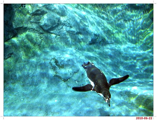 旭川動物園-企鵝