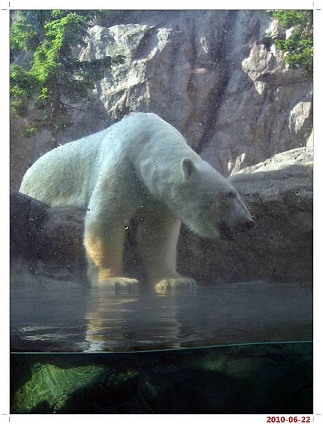 旭川動物園-北極熊