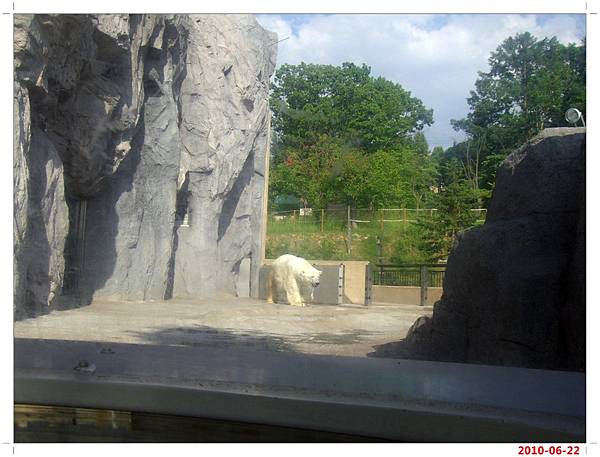旭川動物園-北極熊