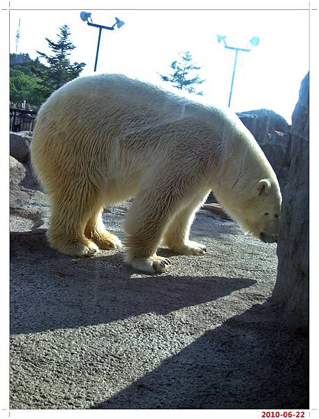 旭川動物園-北極熊