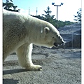 旭川動物園-北極熊