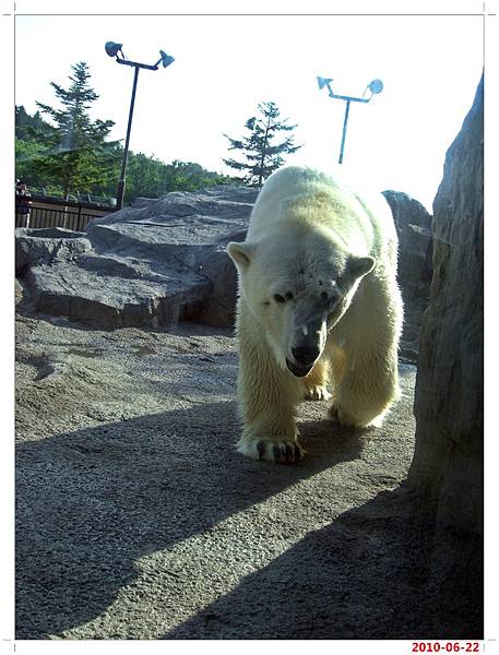 旭川動物園-北極熊