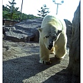 旭川動物園-北極熊