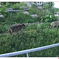 旭川動物園-野狼