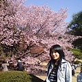 御苑早櫻第一次在日本看櫻花
