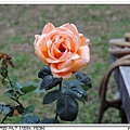 rose-1.jpg