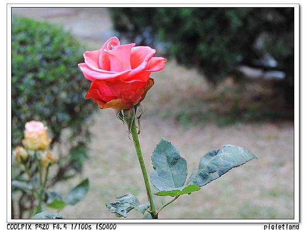 rose-10.jpg