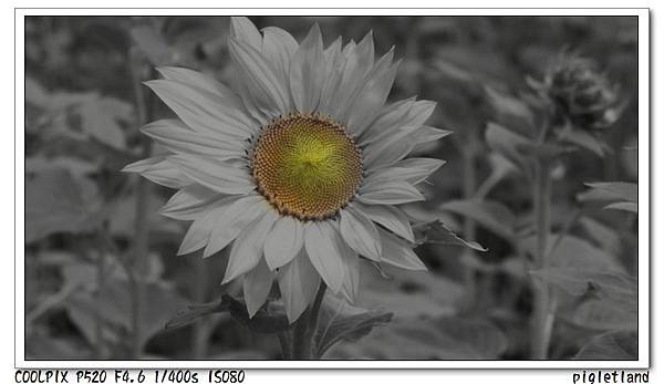 太陽花.jpg