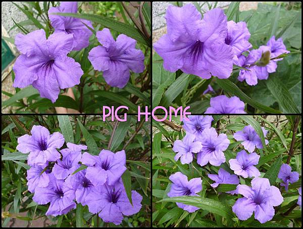 紫色花.jpg