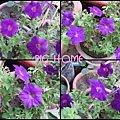 12.紫花.jpg