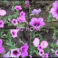 14.紫花.jpg