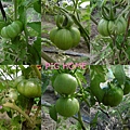 果園種的番茄.jpg