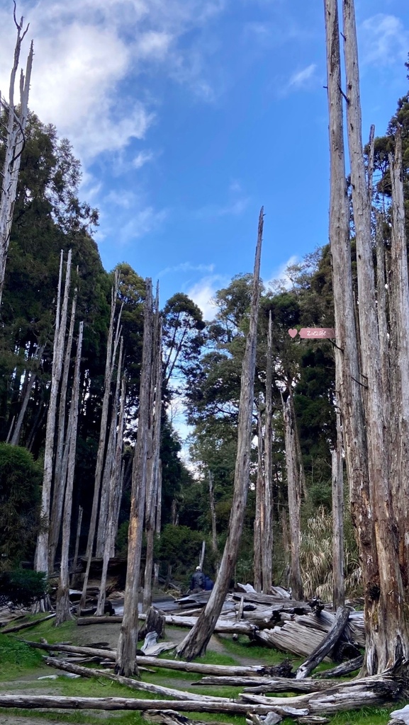 【南投鹿谷景點】忘憂森林冬季枯水期每年十一月至二月不一樣的美