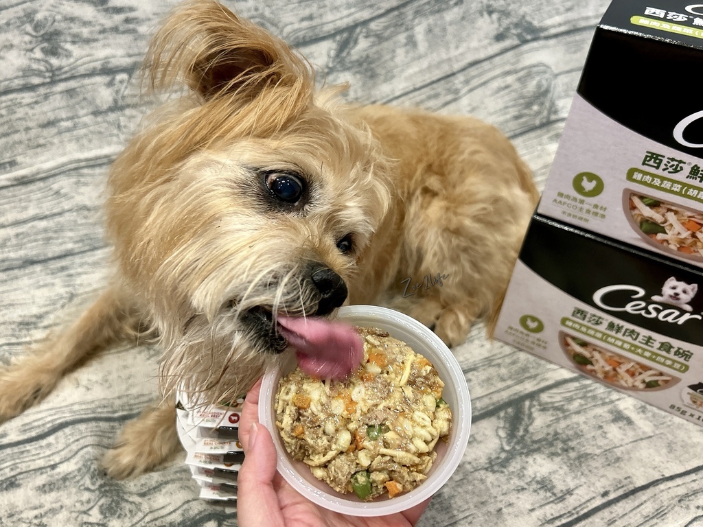 【成犬濕糧推薦】開箱好市多搶先開賣「Cesar西莎鮮肉主 【成犬濕糧推薦】開箱好市多搶先開賣「Cesar西莎鮮肉主