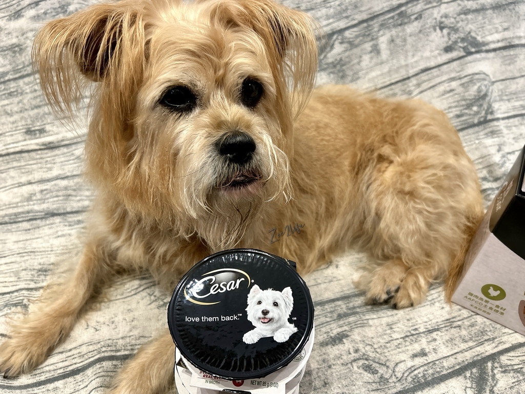 【成犬濕糧推薦】開箱好市多搶先開賣「Cesar西莎鮮肉主 【成犬濕糧推薦】開箱好市多搶先開賣「Cesar西莎鮮肉主