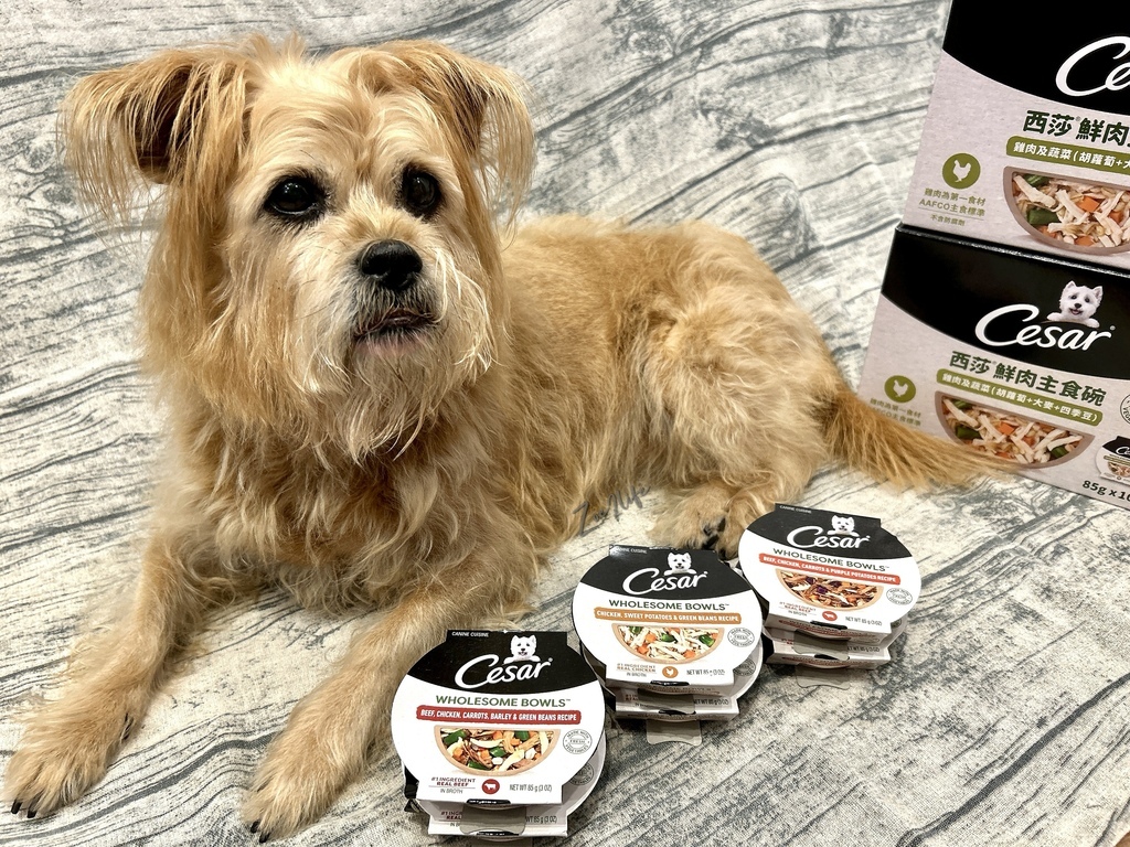 【成犬濕糧推薦】開箱好市多搶先開賣「Cesar西莎鮮肉主 【成犬濕糧推薦】開箱好市多搶先開賣「Cesar西莎鮮肉主