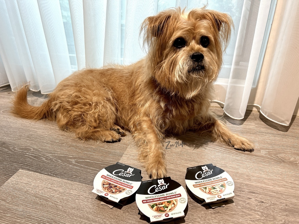 【成犬濕糧推薦】開箱好市多搶先開賣「Cesar西莎鮮肉主 【成犬濕糧推薦】開箱好市多搶先開賣「Cesar西莎鮮肉主