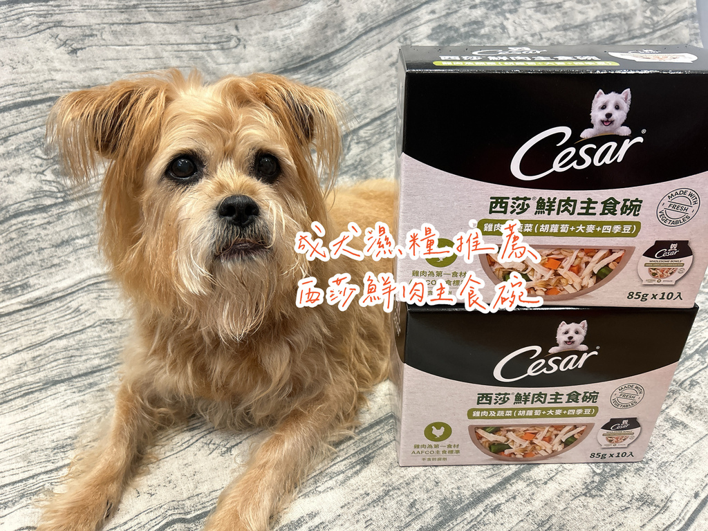 【成犬濕糧推薦】開箱好市多搶先開賣「Cesar西莎鮮肉主 【成犬濕糧推薦】開箱好市多搶先開賣「Cesar西莎鮮肉主