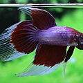 VEILTAIL-VIOLETTE.jpg