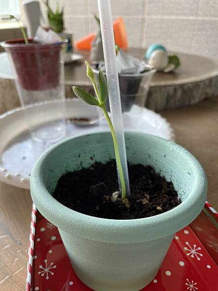 我回來了!!!家裡有塊白板挺不錯的!