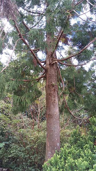 農業群結合生生命教育-木的記憶