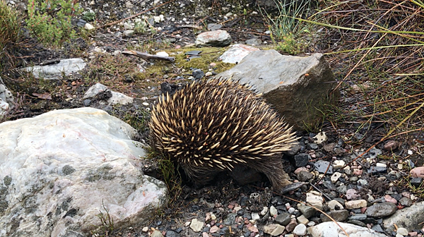 echidnas-1.png