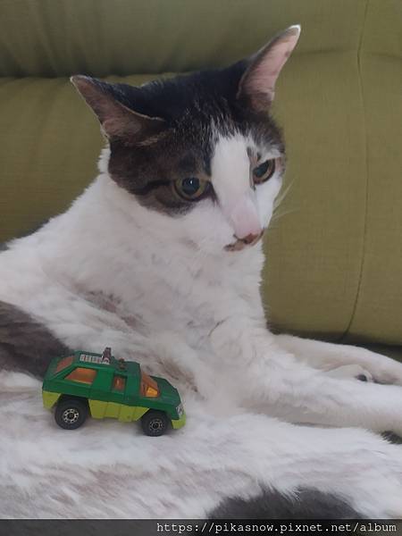 違停貓.jpg