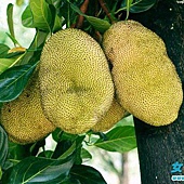 What are the benefits of jackfruit? What are the taboos in eating jackfruit?1