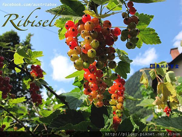 IMG_5131Ribisel.jpg IMG_5131Ribisel.jpg