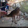 新竹動物園 (221).jpg