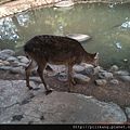 新竹動物園 (228).jpg