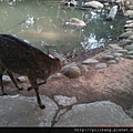 新竹動物園 (232).jpg