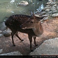 新竹動物園 (241).jpg