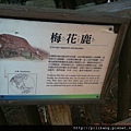 新竹動物園 (245).jpg