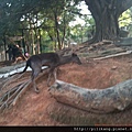 新竹動物園 (251).jpg