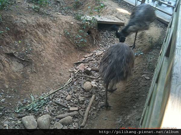 新竹動物園 (301).jpg