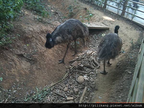 新竹動物園 (302).jpg