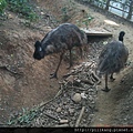 新竹動物園 (302).jpg