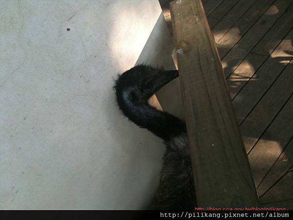 新竹動物園 (322).jpg