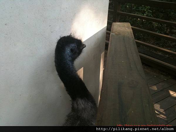 新竹動物園 (325).jpg