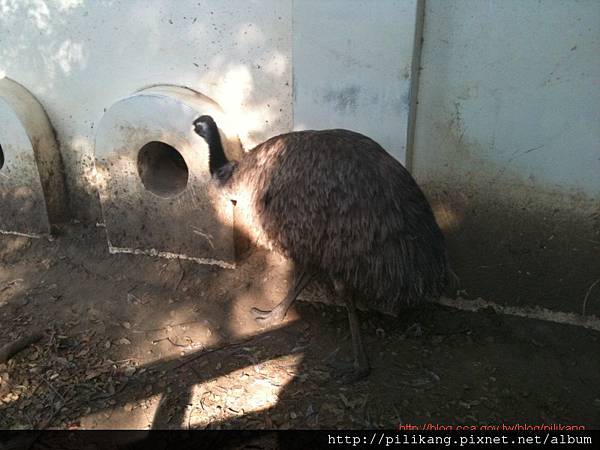 新竹動物園 (326).jpg