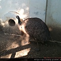 新竹動物園 (326).jpg