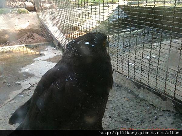 新竹動物園 (357).jpg