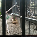 新竹動物園 (362).jpg