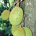 240px-Artocarpus_heterophyllus_fruits_at_tree