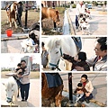 竹筍公園看馬與遲來的花燈1.jpg